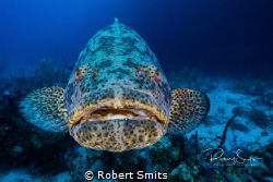 Did you know that Goliath Groupers can weigh up to 360 kg... by Robert Smits 